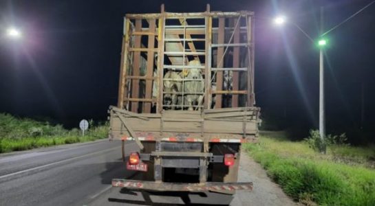 CHAPADA: PRF flagra caminhão fazendo transporte irregular de13 bezerros em Itaberaba