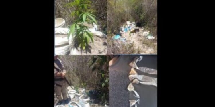 Chapada: Durante operação conjunta, policiais descobrem uma plantação de maconha em região rural de Barra da Estiva