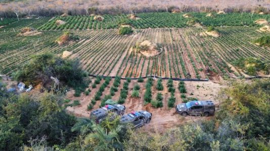 Região: Polícia erradica mais de 180 mil pés de maconha em Brotas de Macaúbas e durante o final de semana