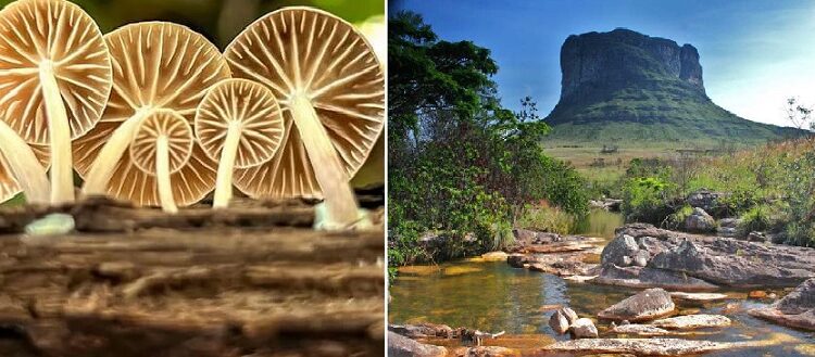 Chapada: ‘Projeto Micotrilhas Turísticas’ revela roteiros micológicos e diversidade de cogumelos no Vale do Capão