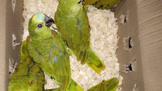 Chapada: PM Ambiental prende 2 homens e recupera 46 aves silvestres