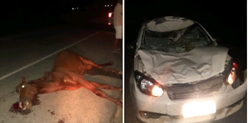 CHAPADA: Animal solto na pista provoca mais um acidente na BR em Jacobina