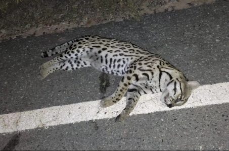 Chapada: Motociclista morre após atropelar onça e ser atingido por caminhão na região