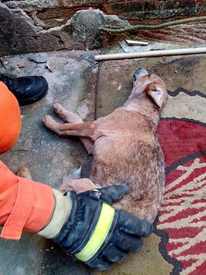 Cachorro é resgatado por bombeiros em Barreiras