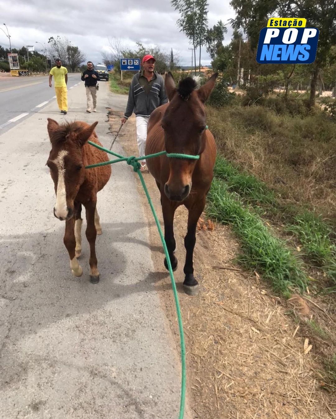 SEABRA: A Prefeitura de Seabra em parceria com  PRF e Anjos da Chapada realizou a captura de animais em vias públicas.