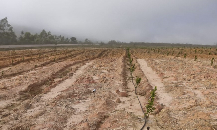 BARRA DA ESTIVA: Cerca de 114 mudas de laranjas são furtadas na zona rural do município; caso inusitado