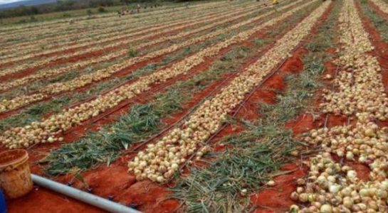 Cebola: Região de Irecê abastece o Nordeste e pode vender para SP em breve