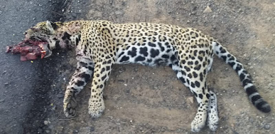 Chapada: Onça-pintada é encontrada morta na BR-242.