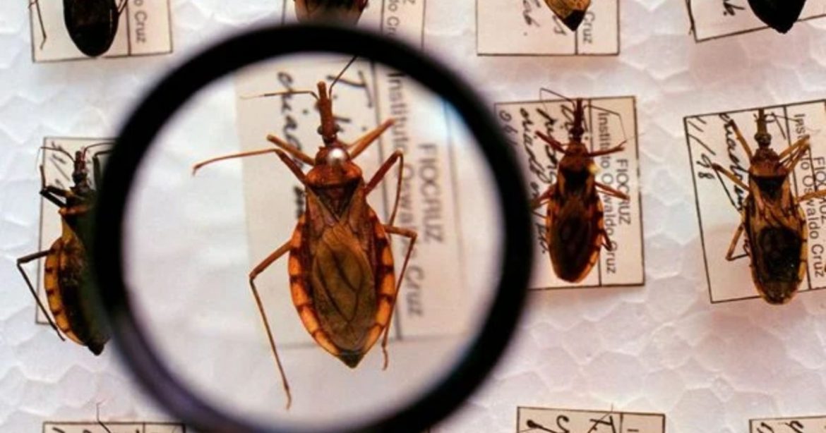 fiocruz-identifica-circulacao-silenciosa-do-parasita-da-doenca-de-chagas-em-salvador